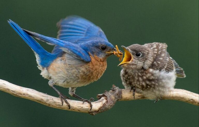 If These 20 Birds Show Up in Your Yard, They’re Quietly Eating the Pests You Hate
