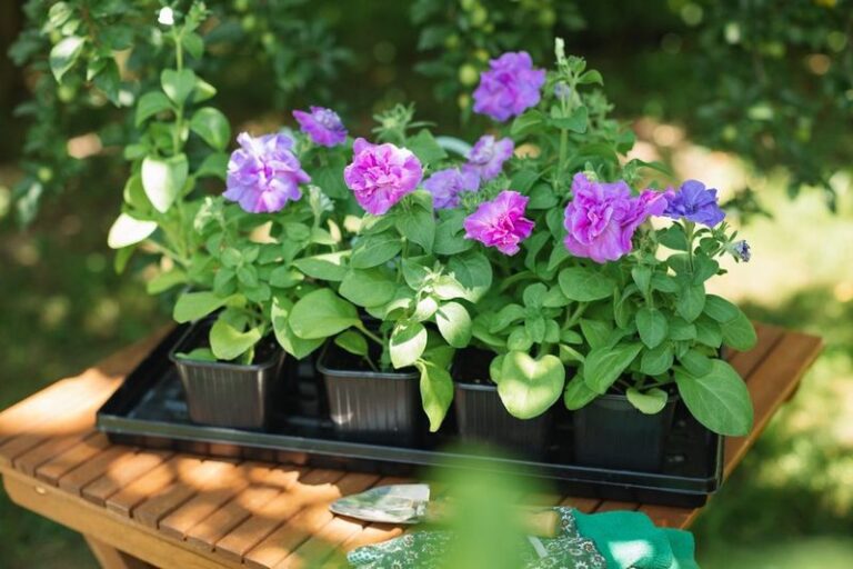 30 Beautiful Flowers to Grow Instead of Petunias When Yours Just Won’t Cooperate