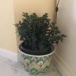 How to Grow Gardenia in Pots in Texas So the Summer Heat Never Gets a Chance to Kill It