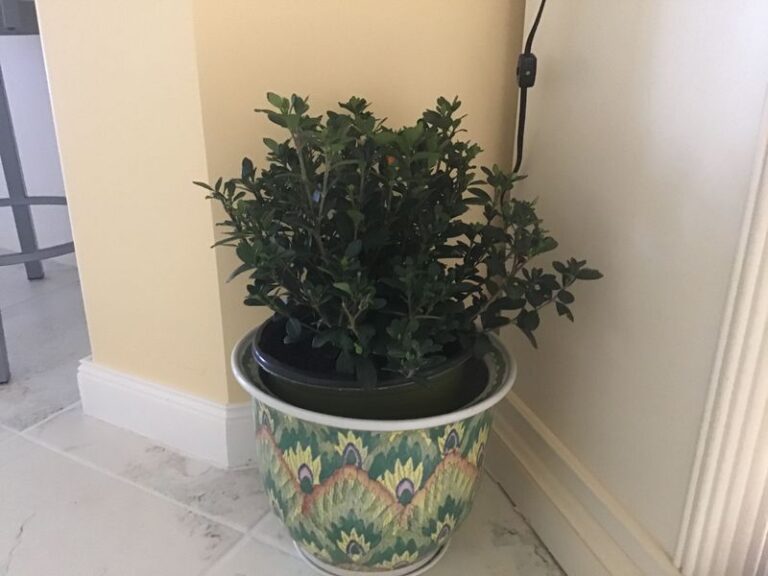 How to Grow Gardenia in Pots in Texas So the Summer Heat Never Gets a Chance to Kill It