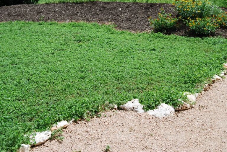 The Native Texas Groundcover That Stays Cooler Than Gravel Right Through a Triple-Digit Heat Wave