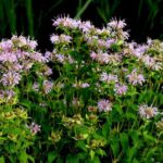 The Tall North Carolina Flower That Pulls In Bees, Hummingbirds, and Butterflies All Season