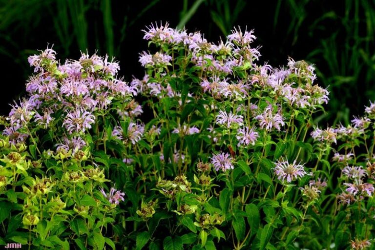 The Tall North Carolina Flower That Pulls In Bees, Hummingbirds, and Butterflies All Season