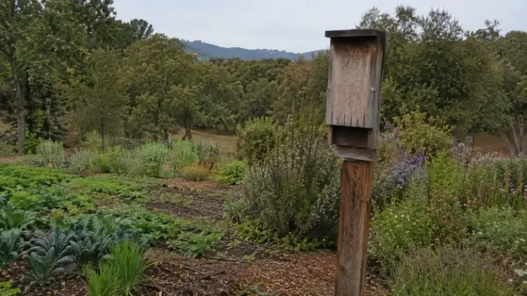 Bat House for Texas Gardens: Add Wildlife Habitat and Maybe Ease Mosquito Pressure