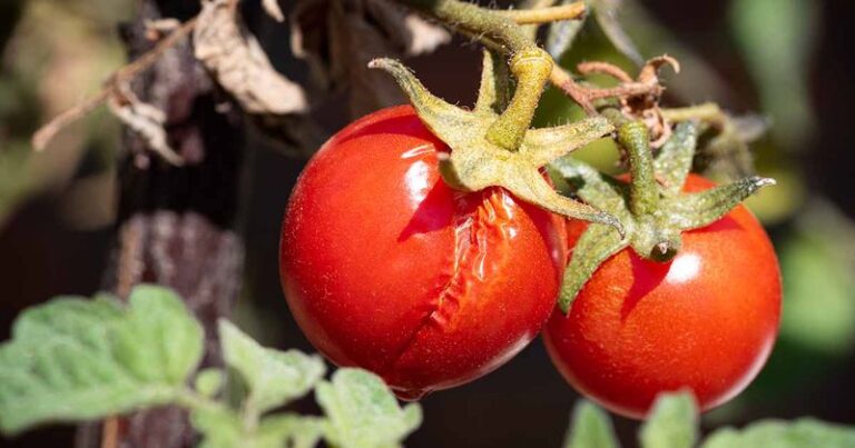 Before You Eat That Split Tomato, Here’s How to Tell If It’s Actually Safe