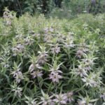 The Most Underrated North Carolina Native That Owns August When Every Other Flower Has Quit