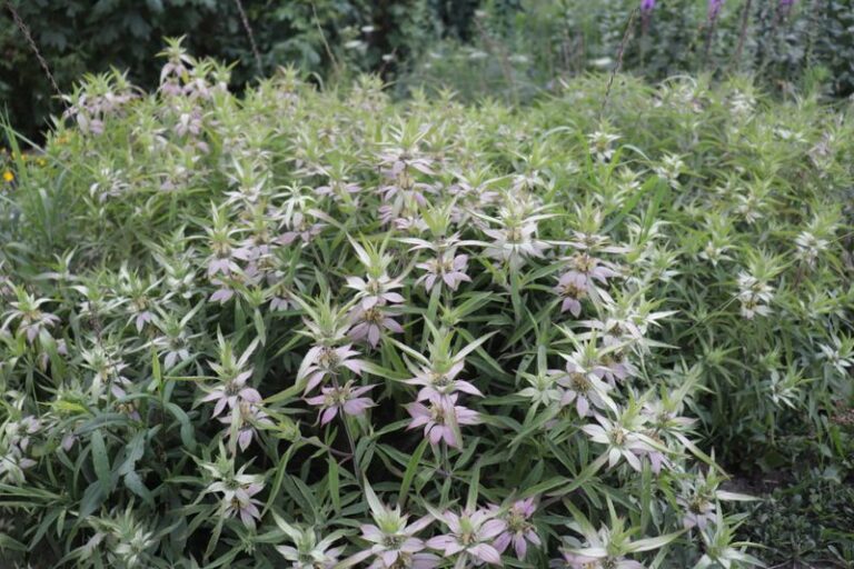 The Most Underrated North Carolina Native That Owns August When Every Other Flower Has Quit