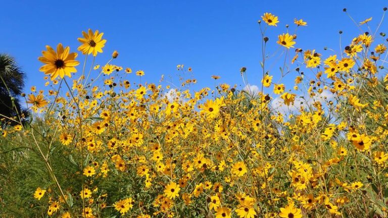 8 Florida Native Wildflowers That Outperform Annuals and Never Fizzle Out by Midsummer