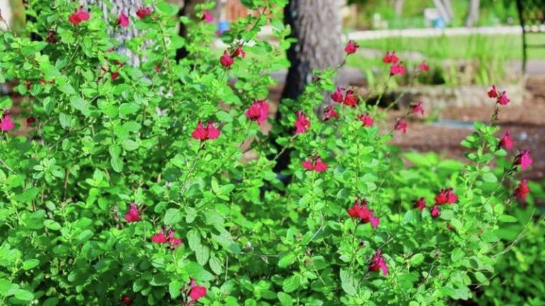 The One Thing Your Texas Salvia Needs in July to Keep Blooming Instead of Quitting