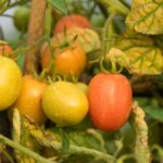 Tomato Leaves Turning Yellow? Here Are the 17 Causes and the Ones You Can Fix Today
