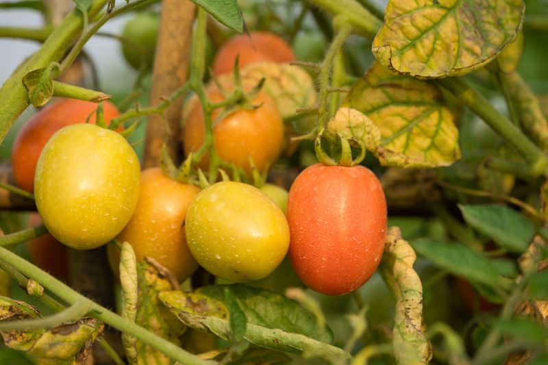 Tomato Leaves Turning Yellow? Here Are the 17 Causes and the Ones You Can Fix Today