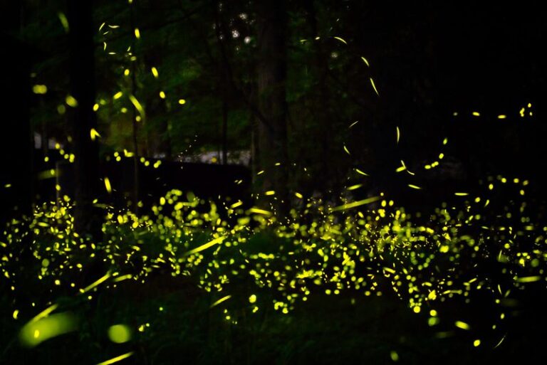 What Seeing More Fireflies Than Usual Is Really Telling You About Your Texas Garden