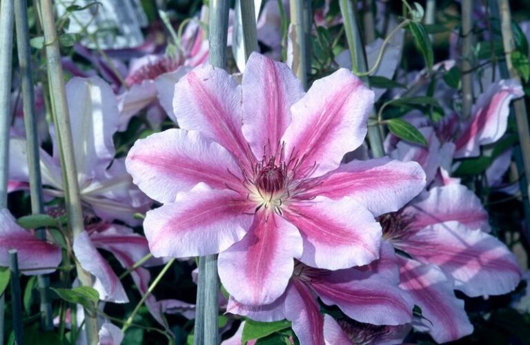 Your Clematis Isn’t Difficult – One Hidden Mistake Is Quietly Cutting Off Its Flowers