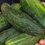 Why Your August Cucumbers Taste Bitter: Heat, Water, Genetics, and Fertilizer All Play a Role
