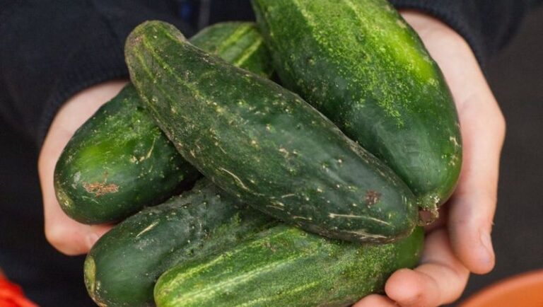 Why Your August Cucumbers Taste Bitter: Heat, Water, Genetics, and Fertilizer All Play a Role