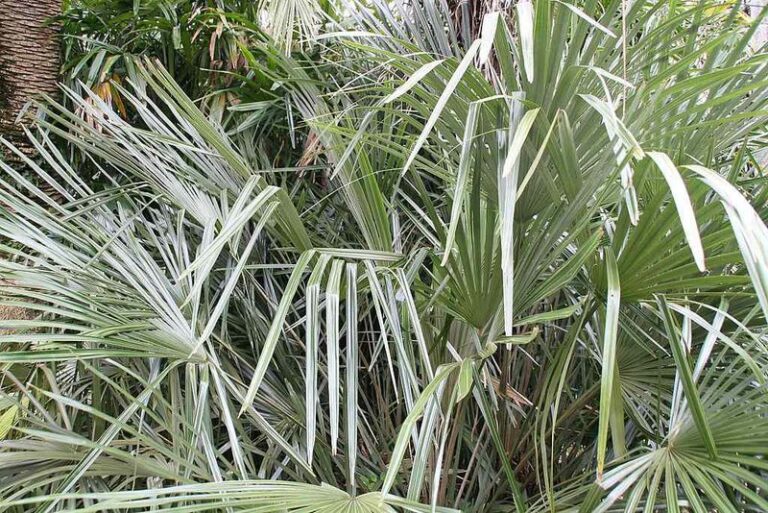 The Florida Palm You Plant Instead of an Areca That Stays Compact and Grows Slowly