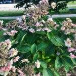 Your Hydrangeas Look Weak This Summer? Here Are the 5 Late-Season Moves That Push More Blooms