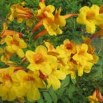 Do This to Your Texas Esperanza in Late July and It May Help Keep Blooms Coming Into November