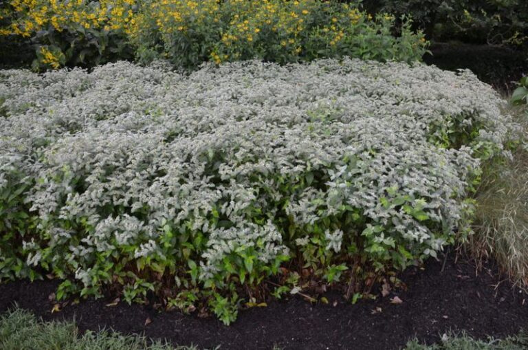 Mountain Mint: North Carolina’s Most Underrated Native Border Plant (And What to Do About Fire Ants)