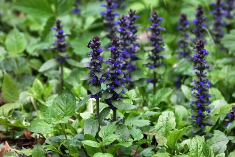 Native North Carolina Ground Covers That Smother Weeds Better Than the Mulch You Rebuy Every Year
