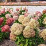 Your Hydrangeas Bloom Small and Pale – Here’s the One Feeding Change That Fills Them Back Out