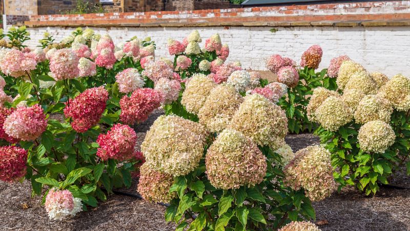 Your Hydrangeas Bloom Small and Pale – Here’s the One Feeding Change That Fills Them Back Out