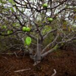 You Won’t Believe This Tree Hiding in South Florida Yards Is More Toxic Than a Rattlesnake Bite