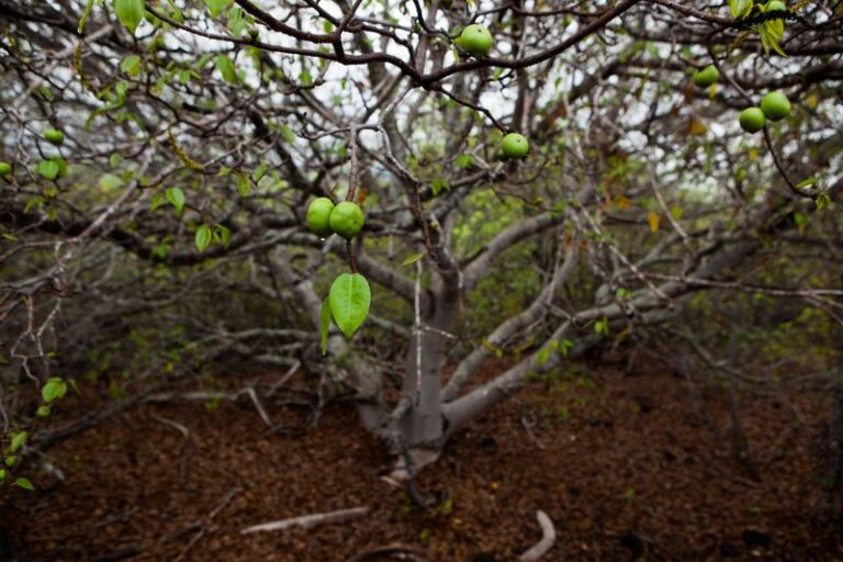 You Won’t Believe This Tree Hiding in South Florida Yards Is More Toxic Than a Rattlesnake Bite