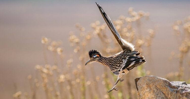 A Few Simple Yard Changes Keep Roadrunners Hunting Scorpions Around Your Texas Home All Summer