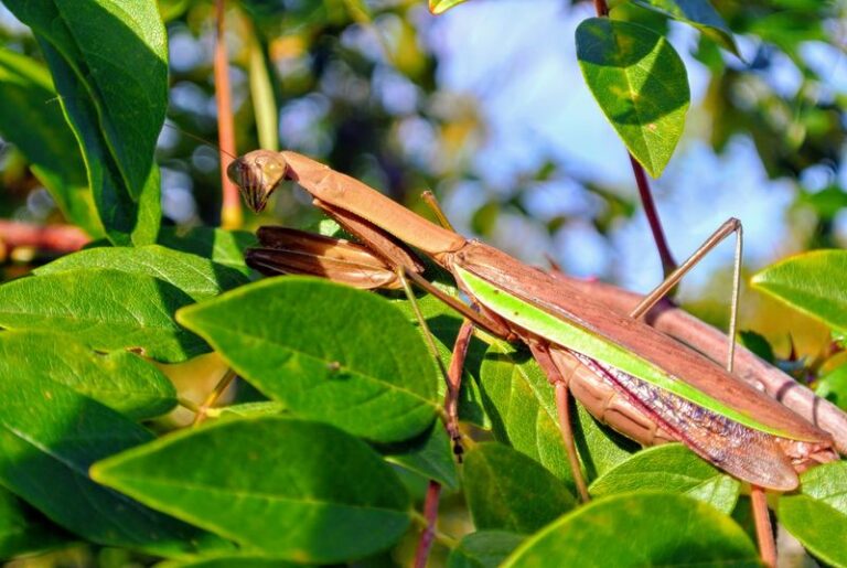 What it means when a praying mantis shows up in your California yard, and why you should let it stay