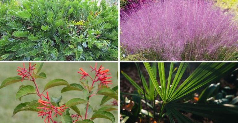 7 Florida native plants that turn your patio into a spot ticks and mosquitoes refuse to land
