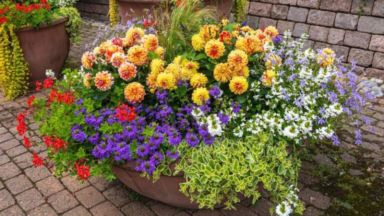14 Summer-Long Bloomers You Can Still Plant in Containers Right Now for Color Until Fall