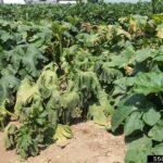 When Cucumber Vines Wilt in Midsummer Despite Watering, Bacterial Wilt May Be the Reason