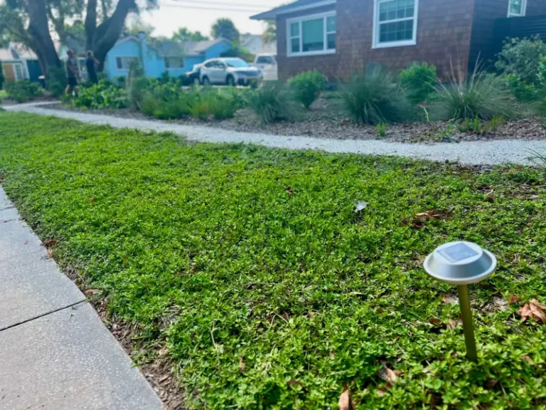 The Native Florida Ground Covers That Let You Opt Out Of Mulch Season For Good