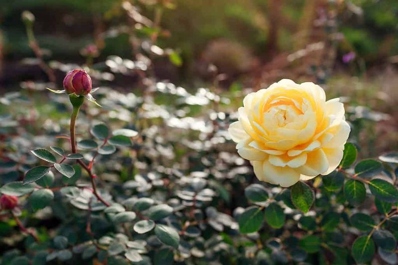 The Only Roses That Actually Shrug Off Florida Heat and Keep Blooming All Summer