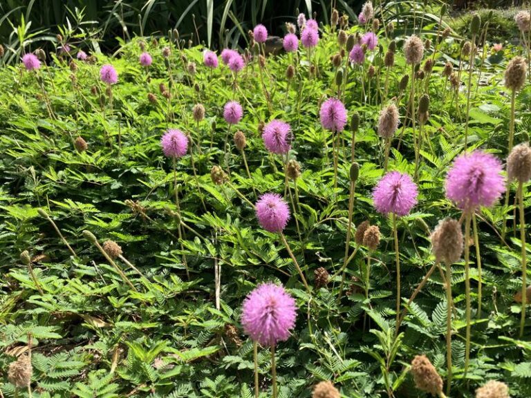 7 Native Florida Ground Covers Quietly Taking Over Where St. Augustine Grass Keeps Dying