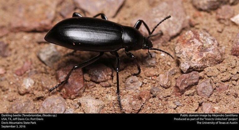 The Ground Beetles Patrolling Your California Yard at Night Eat the Slugs and Cutworms Wrecking Your Seedlings, but Raking Away Their Cover Drives Them Off