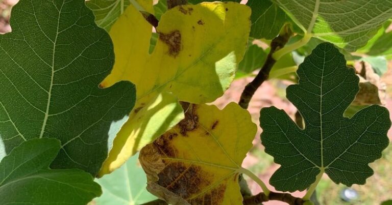 Your Fig Tree Leaves Are Turning Yellow and Dropping — Here’s What They’re Telling You