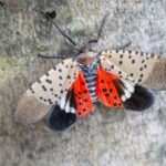 If You Spot This Bug in Your North Carolina Yard, Don’t Touch It – Here’s Why
