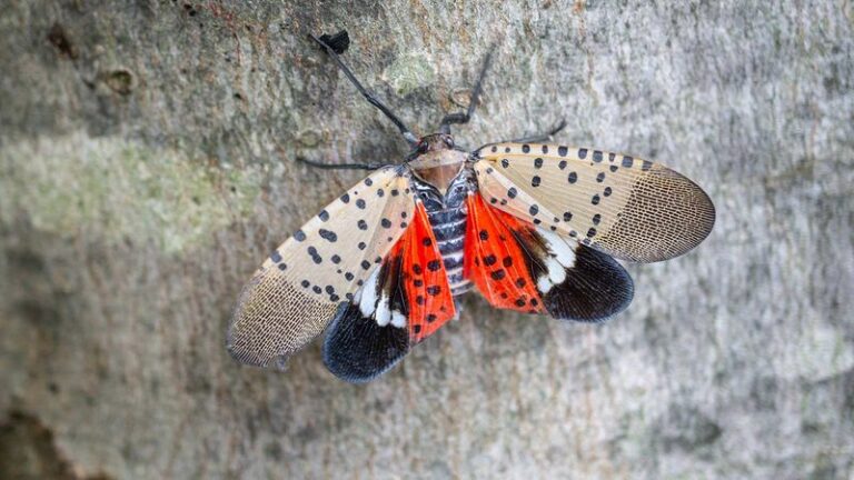 If You Spot This Bug in Your North Carolina Yard, Don’t Touch It – Here’s Why