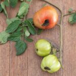 Your Tomatoes Rot Black on the Bottom – It’s Not a Disease, It’s How You’re Watering