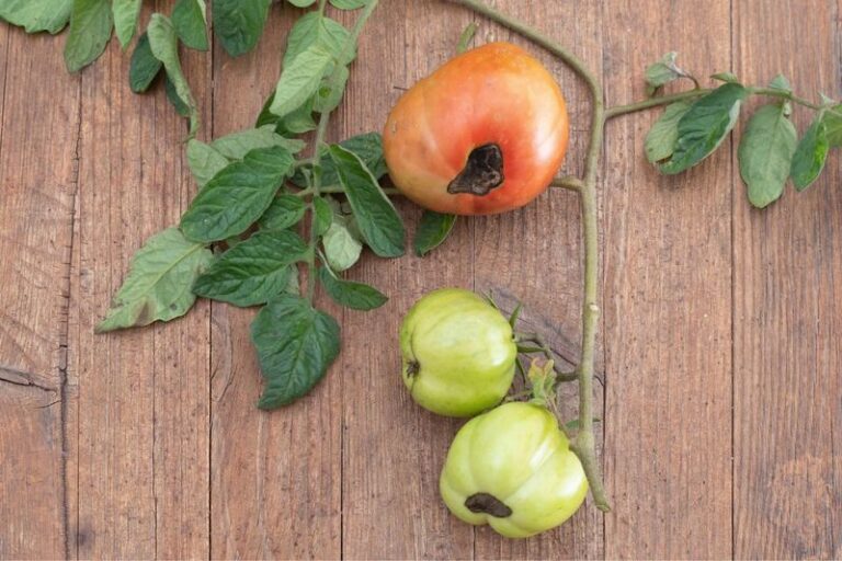 Your Tomatoes Rot Black on the Bottom – It’s Not a Disease, It’s How You’re Watering