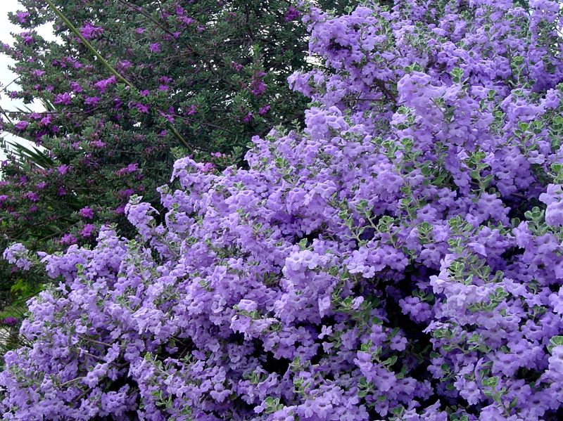 The One Native Texas Plant That Runs Your Whole Garden While You Barely Lift a Finger