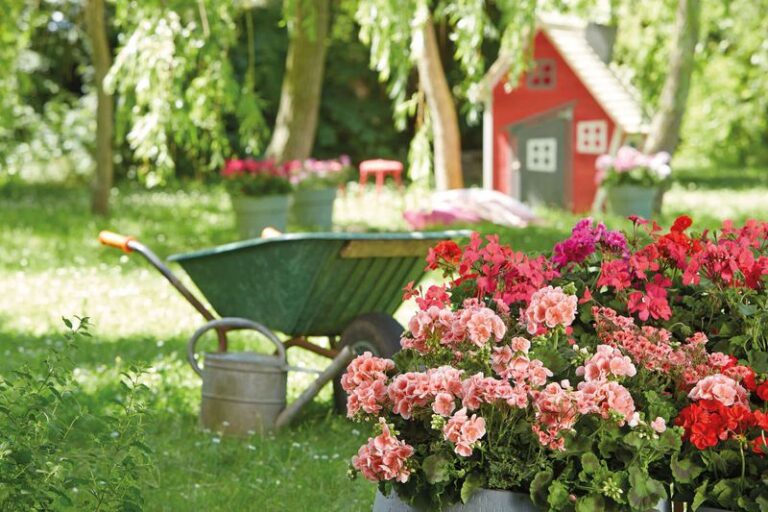 18 Ways to Fertilize Your Geraniums Right for Bigger, Brighter Blooms All Summer