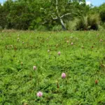 9 Florida Groundcovers That Choke Out Weeds Naturally So You Can Stop Fighting Your Lawn
