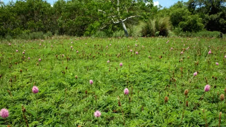 9 Florida Groundcovers That Choke Out Weeds Naturally So You Can Stop Fighting Your Lawn
