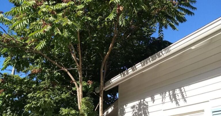The Invasive Tree Quietly Spreading Spotted Lanternfly Through North Carolina Yards and Why You Want It Gone Now