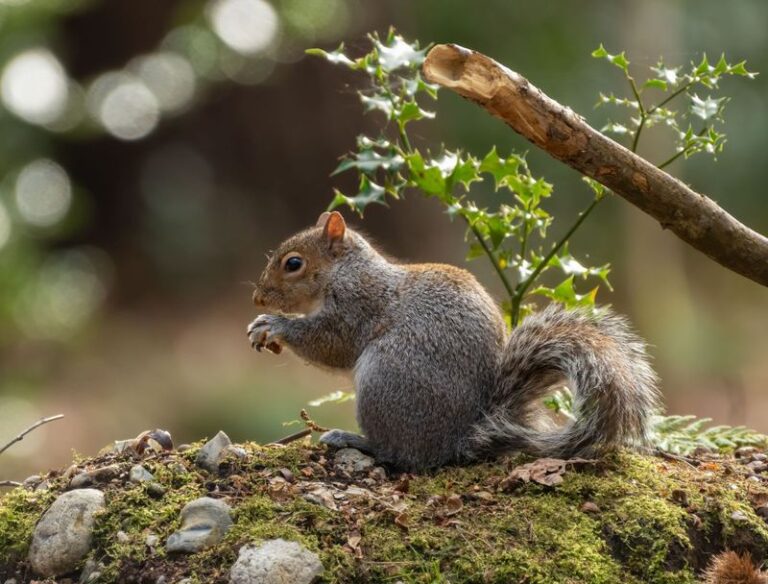 18 Reasons You Should Think Twice Before Chasing Squirrels Out of Your Yard