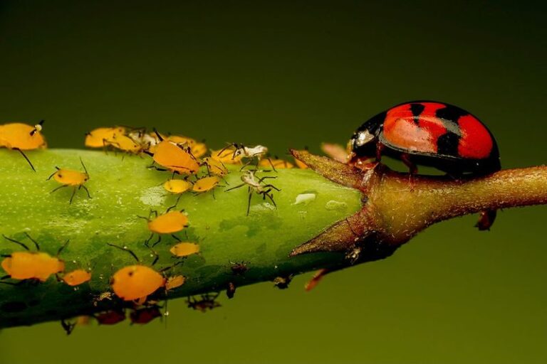 Texas Native Plants May Help Support Aphid Predators and Reduce Pressure in Your Garden