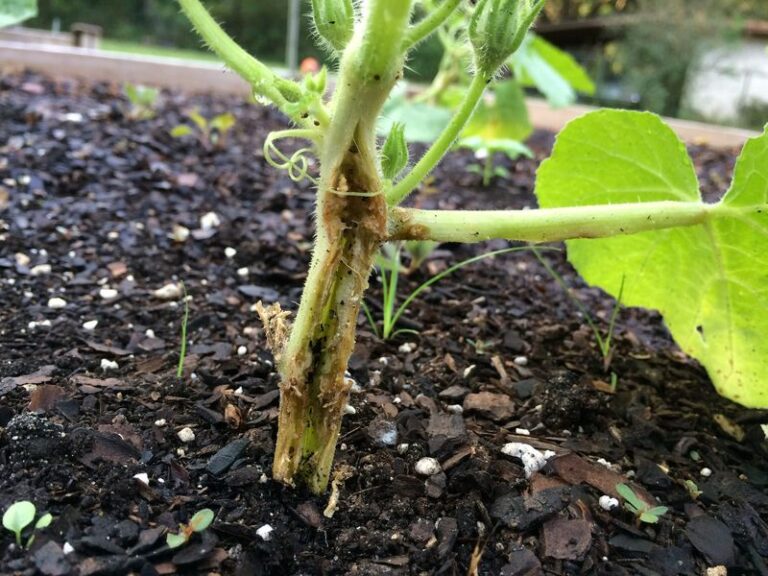 If your squash plants keep collapsing overnight in this heat, one hidden stem invader is usually behind it